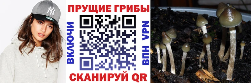 маркетплейс как зайти  сколько стоит  Бобров  Псилоцибиновые грибы Magic Shrooms 